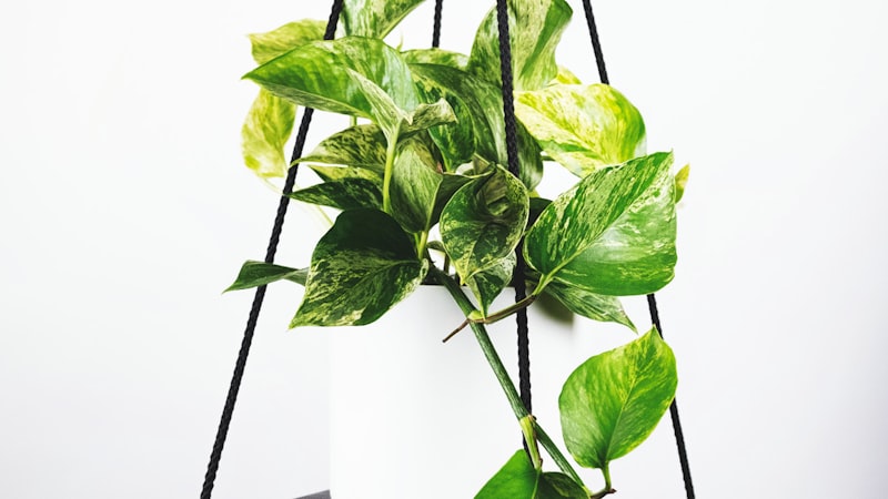 英格兰足球超级联赛阿森纳对阵利物浦比赛激烈拼抢瞬间图片